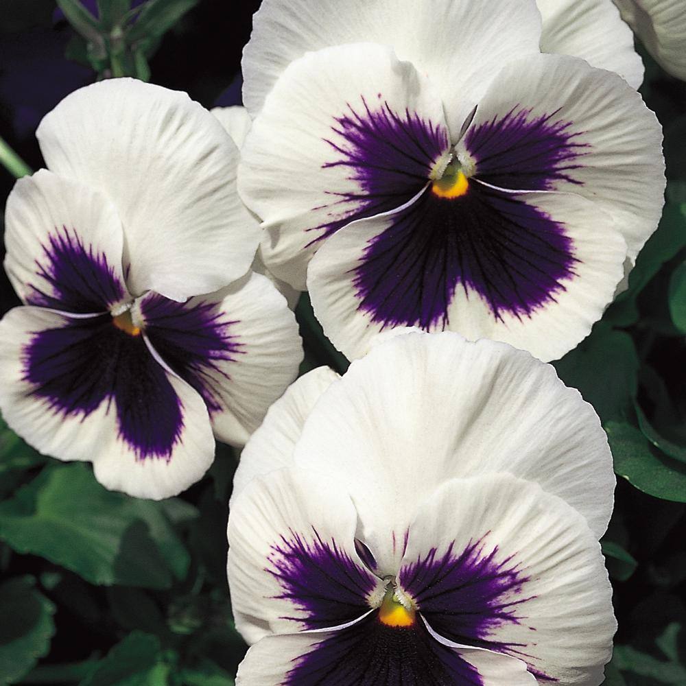 10 in. White Pansy Plant (12-Pack) 8414