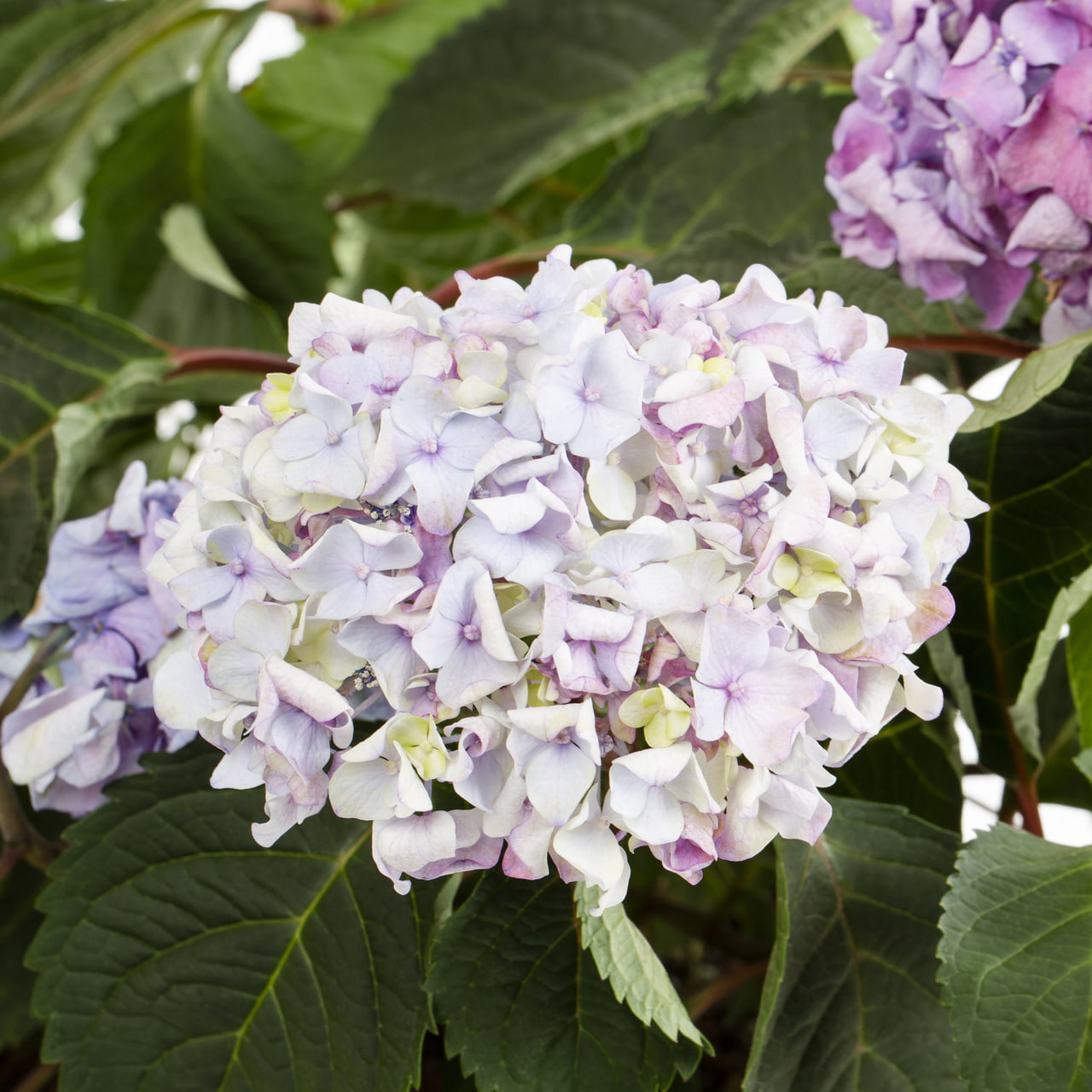 Endless Summer 1G Bloomstruck Hydrangea Live Shrub (1-pack) with Grower Pot