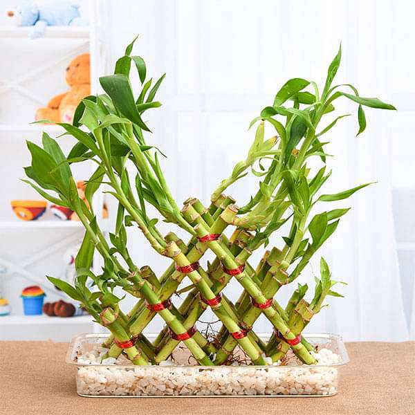 4 Layer Pyramid Lucky Bamboo in a Tray with Pebbles