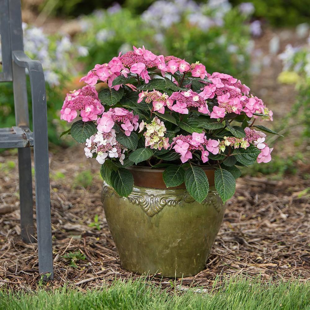 Endless Summer 2 Gal. Pop Star Reblooming Hydrangea Flowering Shrub with Electric Blue or Pink Lacecap Flowers 17206