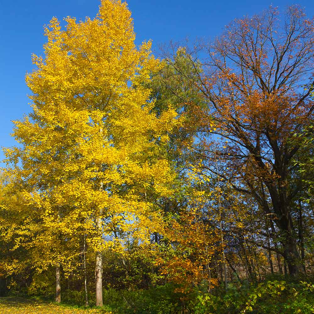 Quaking Aspen Tree