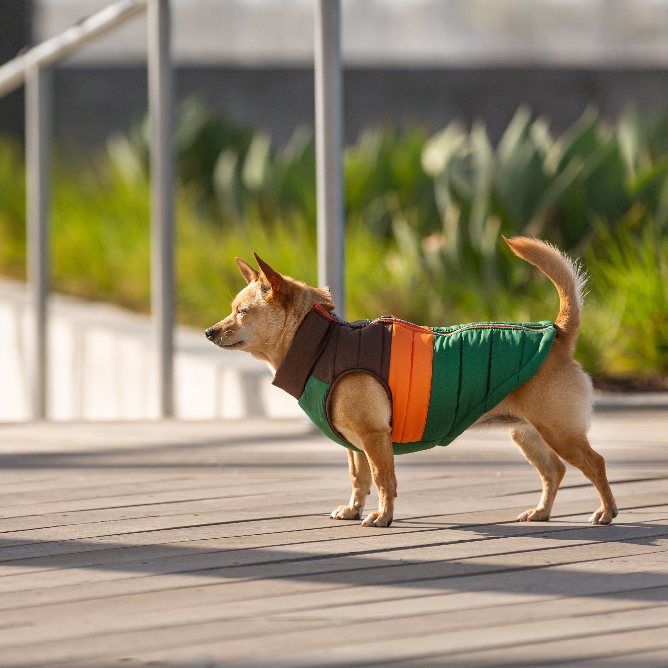 Vibrant Life Polyester Striped Dog Jacket， Multi-color， XS