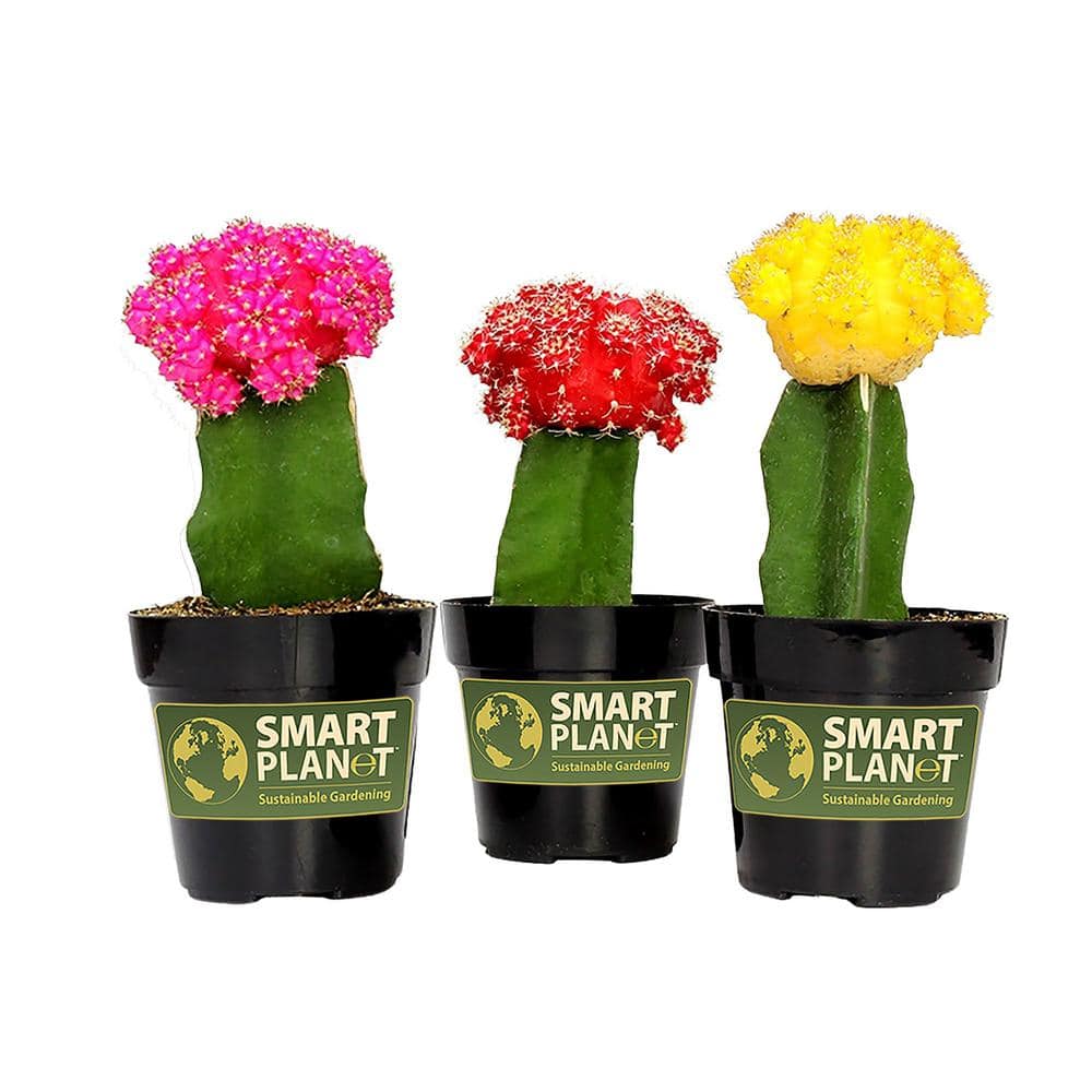 SMART PLANET 2.5 in. Assorted Grafted Cactus (3-Pack) 0881022