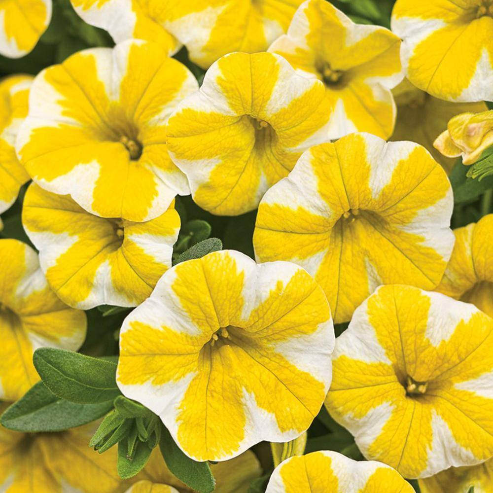 PROVEN WINNERS 4.25 in. Eco+Grande Superbells Lemon Slice (Calibrachoa) Live Plant Yellow and White Flowers (4-Pack) BELPRW1237504