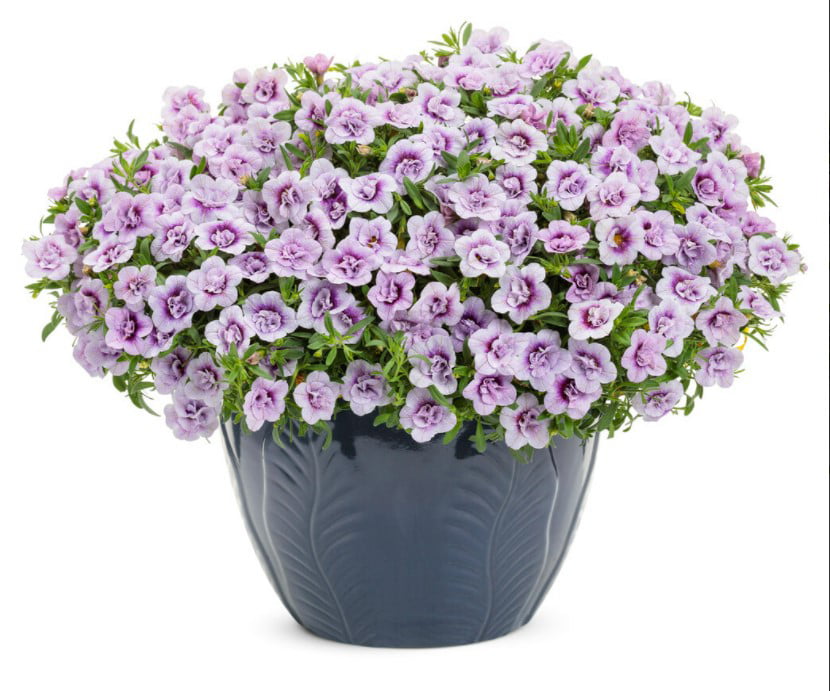 4.25 in. Eco+Grande， Superbells Double Twilight (Calibrachoa)， Live Plant， Purple Flowers (4-Pack)