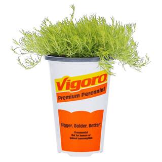 Vigoro 1 Pt. Accent Sagina Irish Moss Green Perennial Plant (6-Pack) 5124