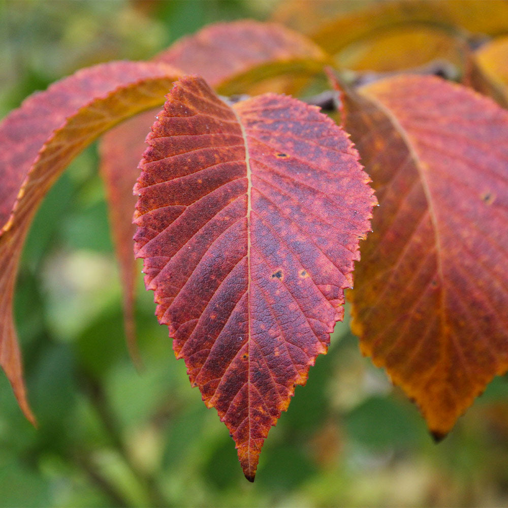 Emerald Sunshine® Elm Tree