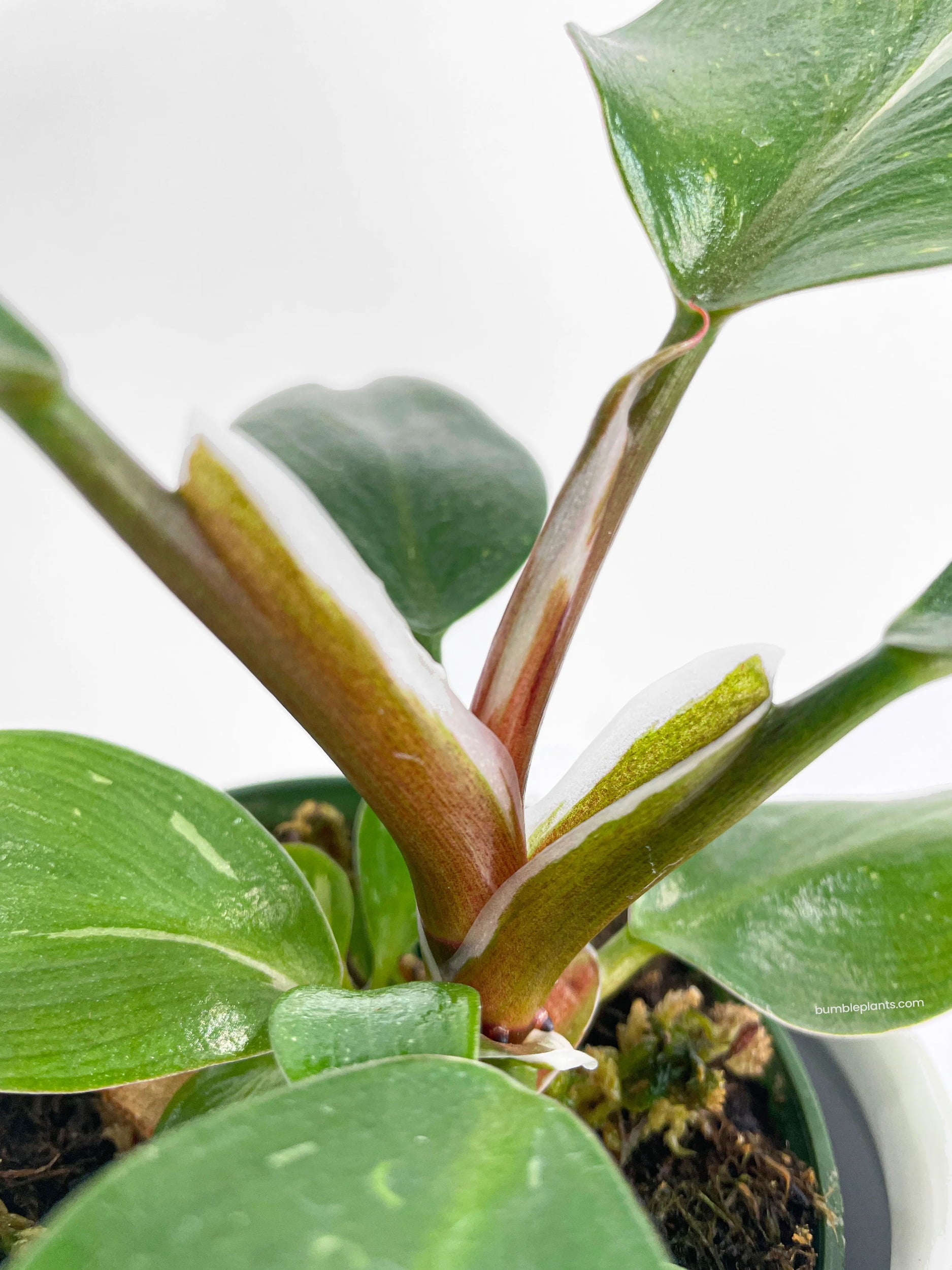 Philodendron White Princess