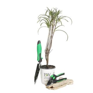 PROVEN WINNERS 4.5 in. qt. Fine Line Buckthorn (Rhamnus) Live Shrub Green Foliage RHAPRC1017800