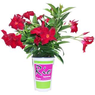 Rio 1.5 PT. Dipladenia Flowering Annual Shrub with Red Blooms 1004098395