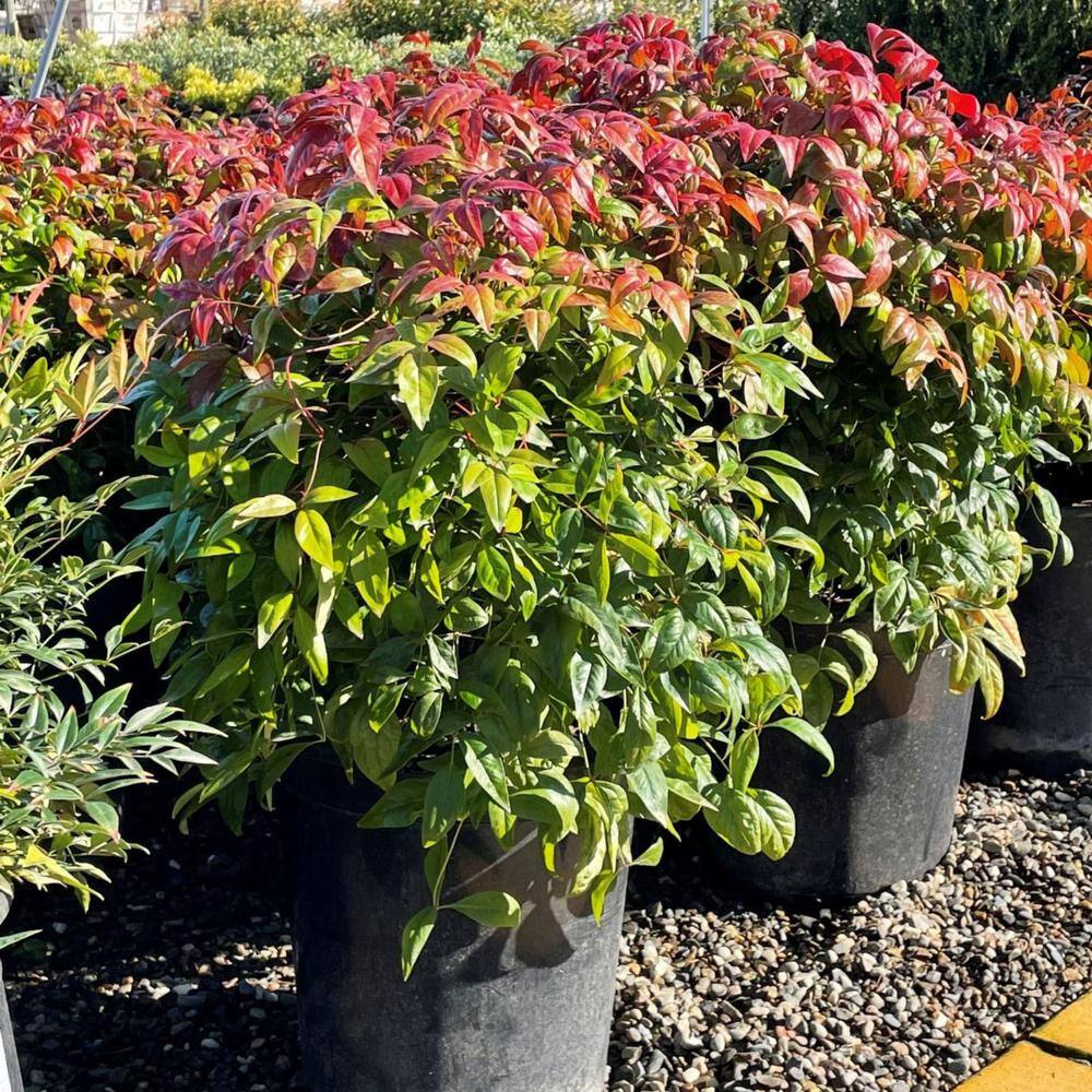 Alder  Oak #5 Container Fire Power Heavenly Bamboo Shrub (2-Pack) NAFI05