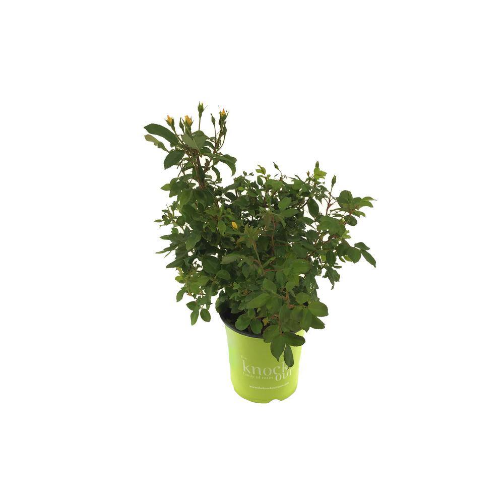 KNOCK OUT 3 Gal. Sunny Knock Out Rose Bush with Yellow Flowers 11892