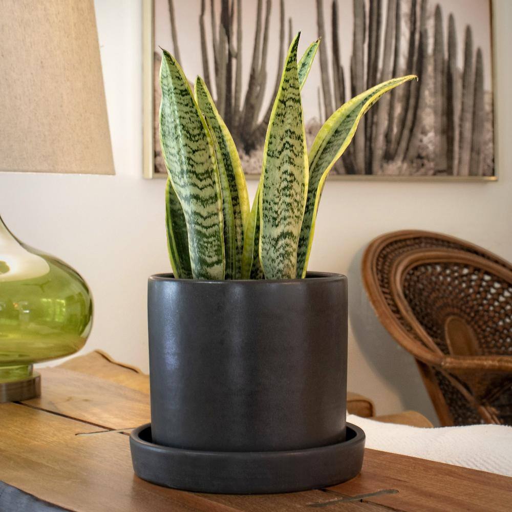 national PLANT NETWORK 6 in. Laurentii Snake Plant in 7 in. Matte Black Hyde Container HD4702