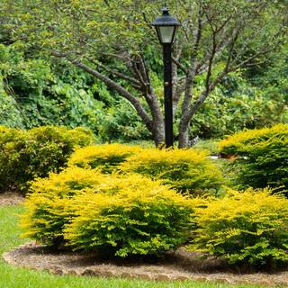 SOUTHERN LIVING 2 Gal. Sunshine Ligustrum Privet Shrub with Golden-Yellow Foliage 14434
