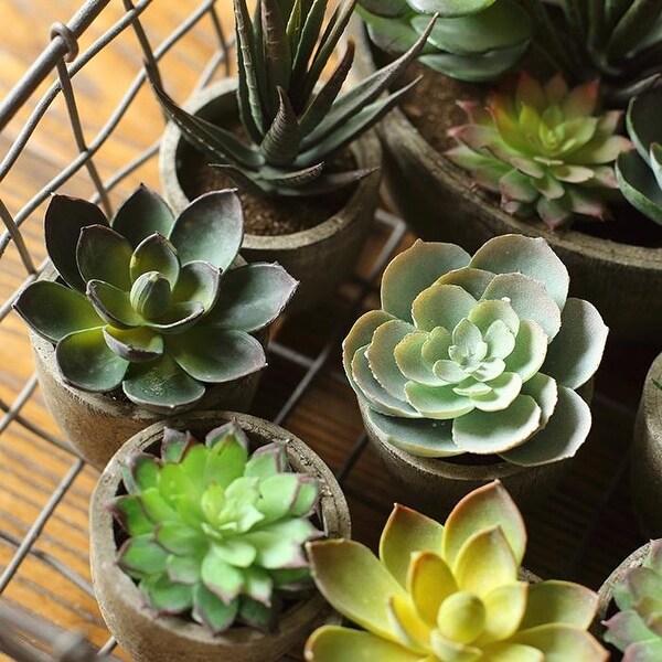 RusticReach Artificial Small Succulent Planter Randomly Picked Set of 5