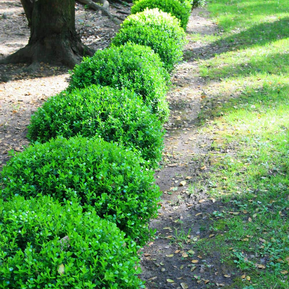 3 Gal. Wintergreen Boxwood Shrub (2-Pack) THD00015