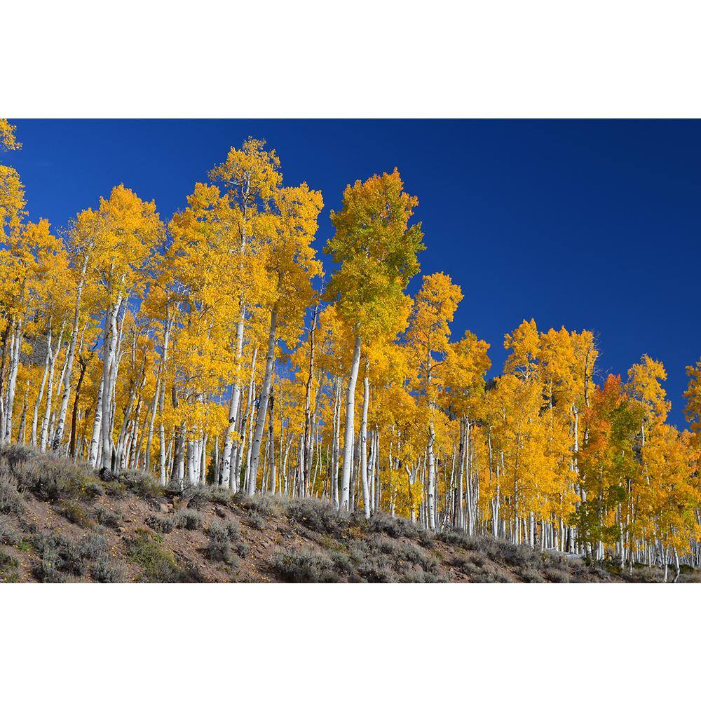 Online Orchards Quaking Aspen Tree Bare Root SHAN001