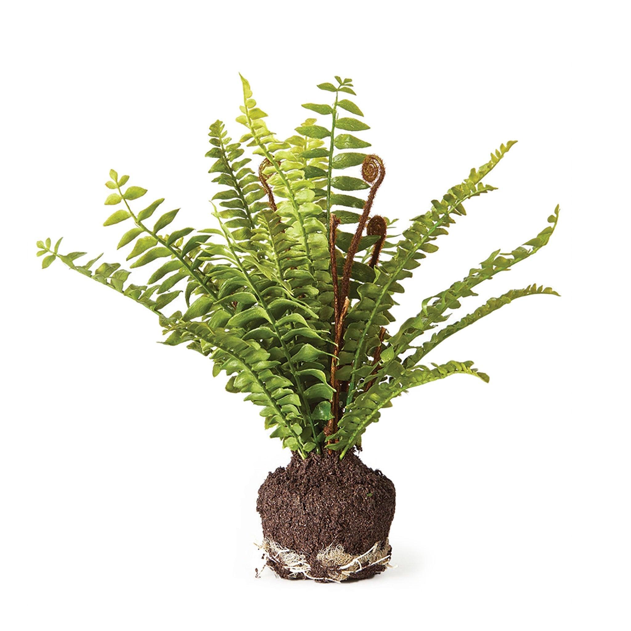 Boston Fern Drop-In 11