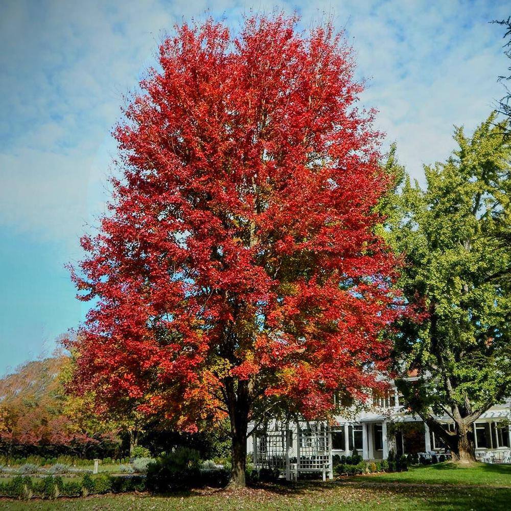 Autumn Blaze Red Maple Shade Tree MAPABL05G