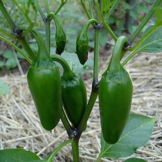 Bonnie Plants 19 oz. Hot Jalapeno Pepper Vegetable Plant 2500