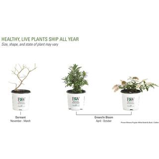 PROVEN WINNERS 1 Gal. Pugster White Butterfly Bush (Buddleia) Live Shrub White Flowers BUDPRC1436101