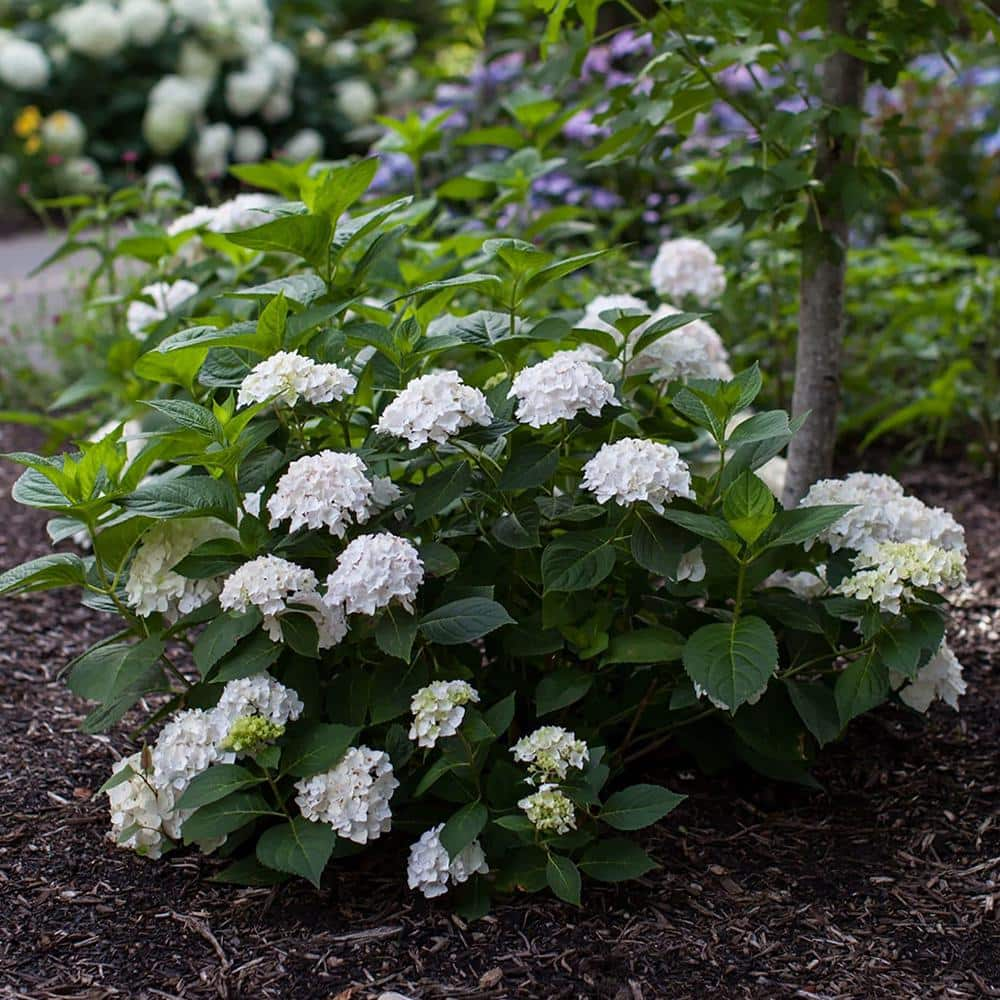 Endless Summer 2 Gal. Blushing Bride Reblooming Hydrangea Flowering Shrub White to Blush Pink Flowers 14758