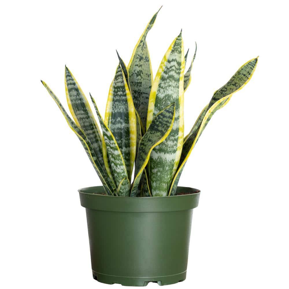 United Nursery Live Snake Plant Sansevieria Laurentii in 6 inch Grower Pot 22440