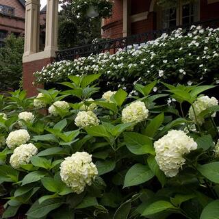 Endless Summer 2 Gal. Blushing Bride Reblooming Hydrangea Flowering Shrub White to Blush Pink Flowers 14758