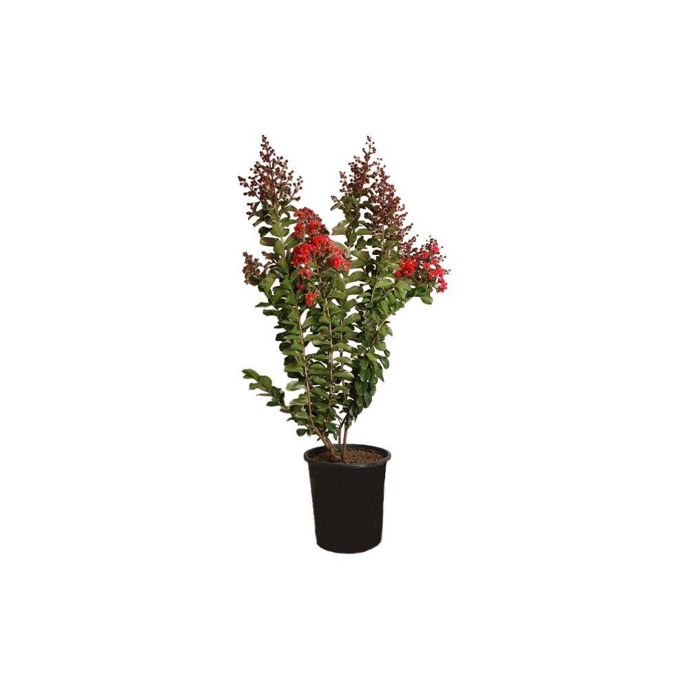 Alder  Oak 5 Gal. Crape Myrtle Deciduous Tree With Purple Flowers LACB05