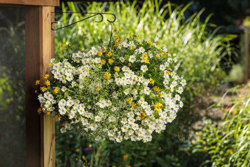 4.25 in. Eco+Grande， Superbells Over Easy (Calibrachoa) Live Plant White and Yellow Flowers (4-Pack)