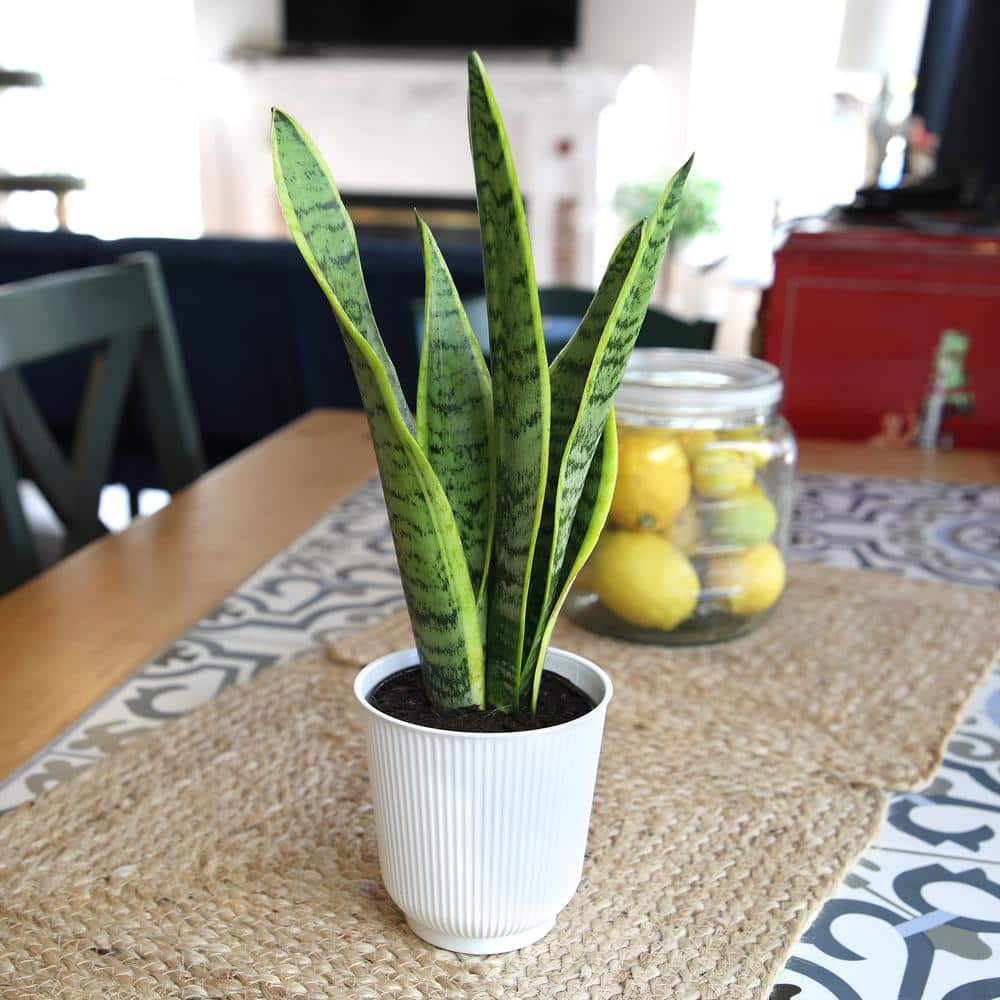 ALTMAN PLANTS Decorative Snake Plant Gift (Sansevieria Laurentii) in 4.25 in. White Pot 0873203