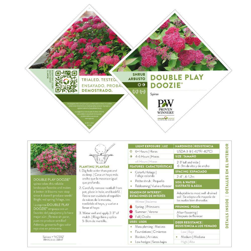 PROVEN WINNERS 2 Gal. Double Play Doozie (Spirea) Live Shrub with Pink Flowers 14737