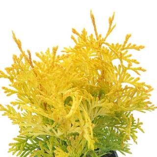 BELL NURSERY 3 Gal. Amber Gold Arborvitae (Thuja) Live Evergreen Shrub THUJA3JAN1PK