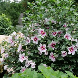 PROVEN WINNERS 2 Gal. Paraplu Pink Ink Rose of Sharon (Hibiscus) Shrub with White and Pink Flowers 16612