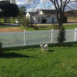 Weatherables Provincetown 3 ft. H x 6 ft. W White Vinyl Picket Fence Panel Kit PWPI-3NR-3x6