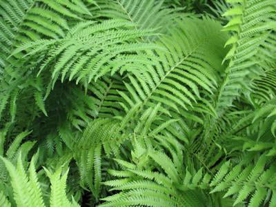 Classy Groundcovers - Matteuccia struthiopteris M. pensylvanica， M. pennsylvanica， Pteris nodulosa， S. filicastrum， S. pensylvanica， Osmunda struthiopteris {10 Bare Root Plants}