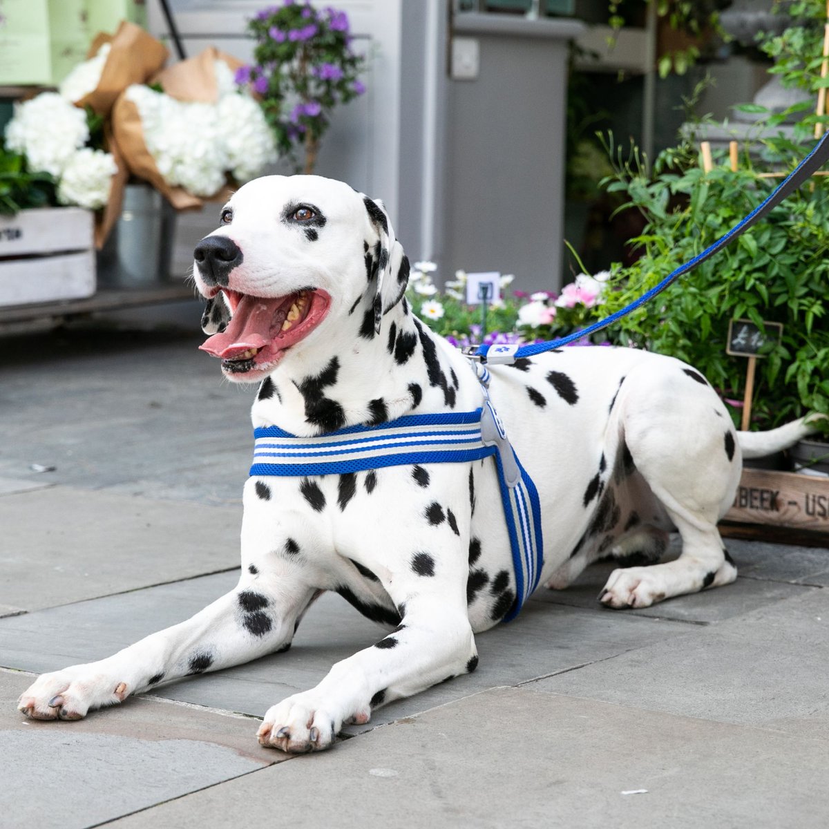 HUGO and HUDSON Easy V Dog Harness