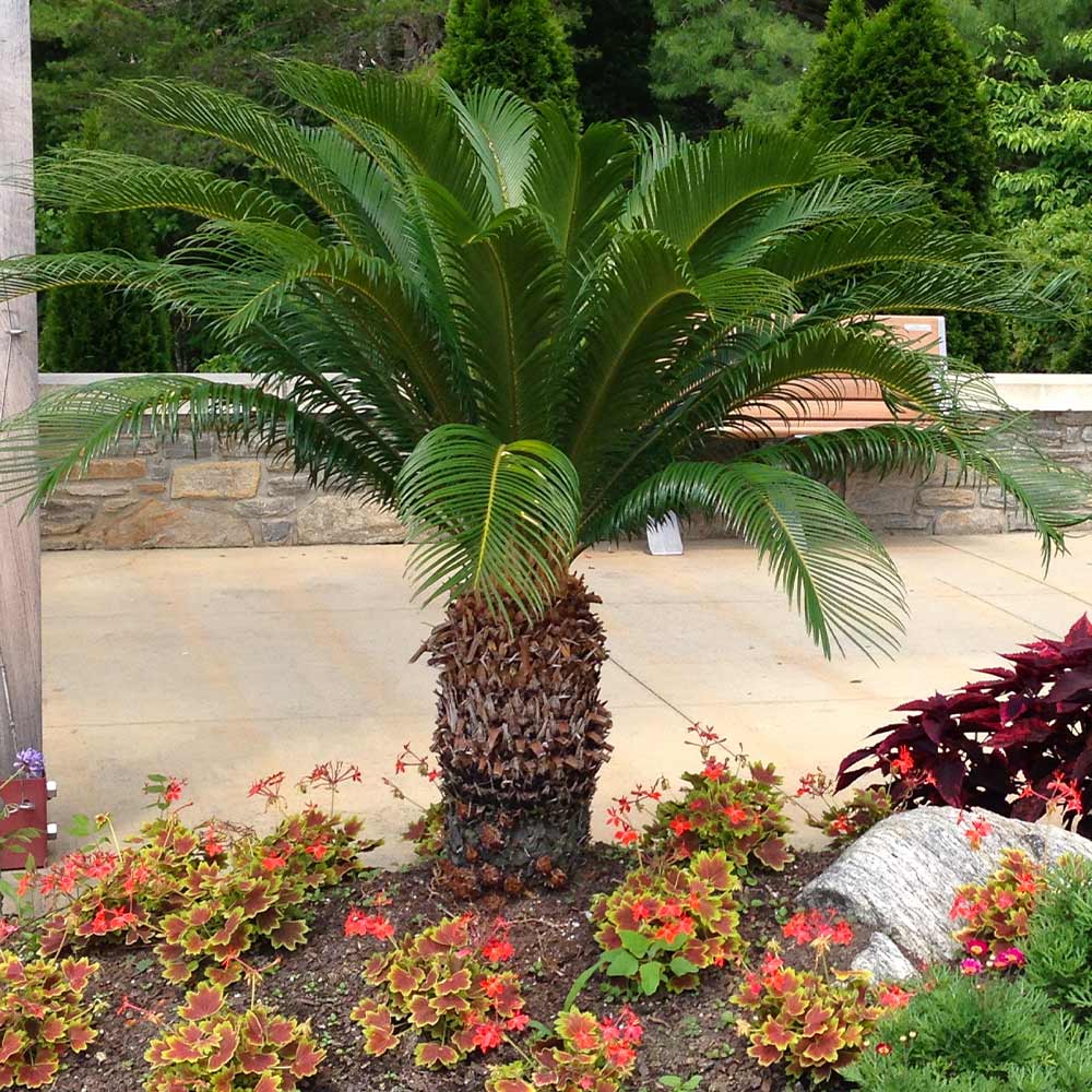 Sago Palm Tree