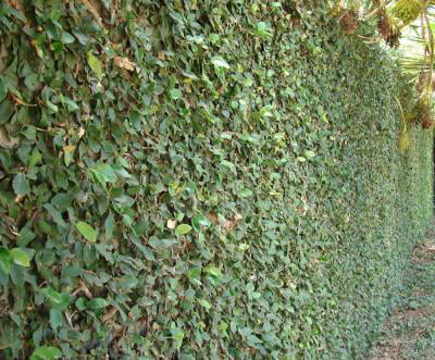 Classy Groundcovers - Creeping Fig Fig Vine， Fig Ivy， Climbing Fig， Creeping Rubber Plant {25 Pots - 3 1/2 inch Square}