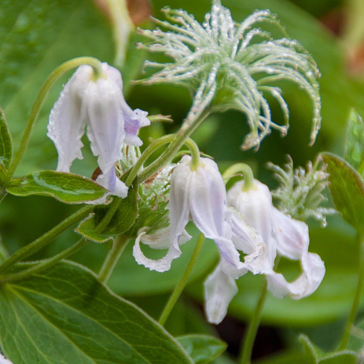 Hakuree Clematis Vine， Bare Root Starter Perennial Plant (1-Pack)