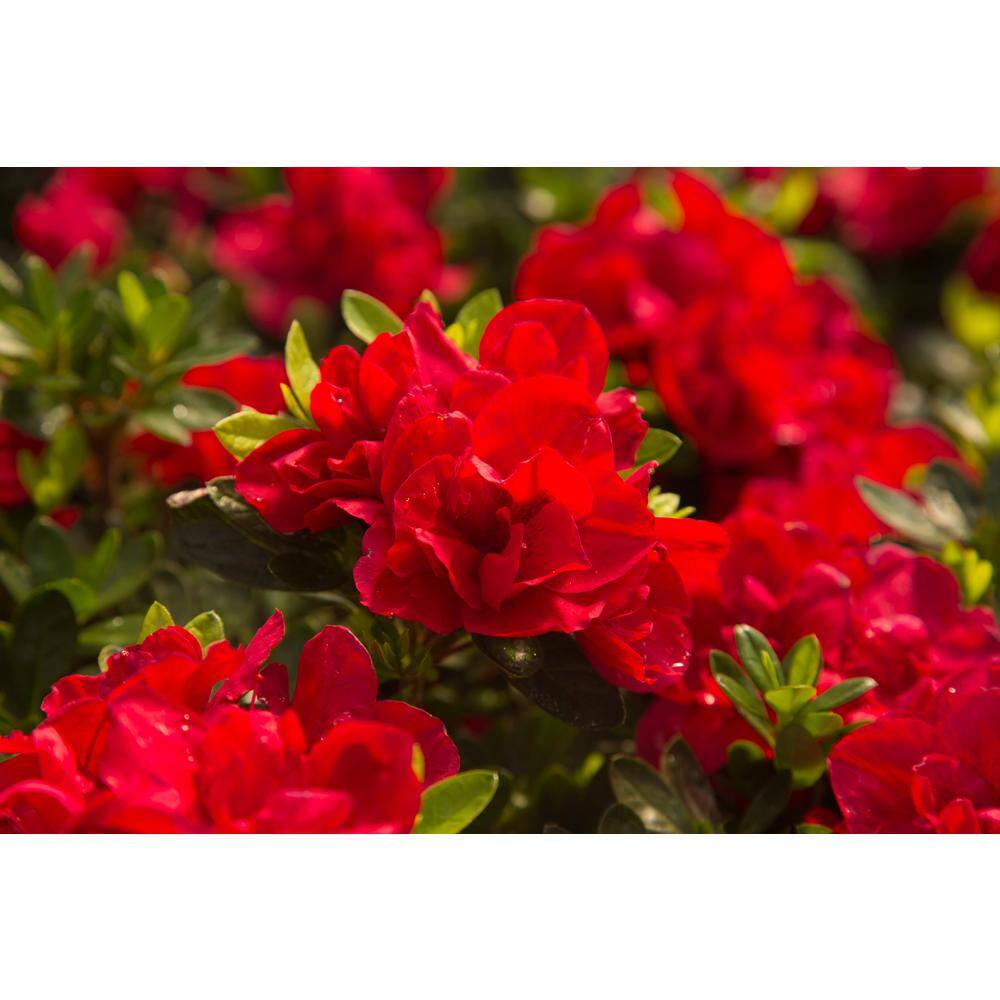 ENCORE AZALEA Azalea Encore Autumn Bonfire 3 Gal. Azalea Shrub with True Red Reblooming Flowers 10170