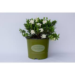 Vigoro 2 Gal. Echo Swan Princess Gardenia Live Evergreen Shrub White Fragrant Blooms 11035