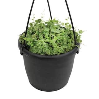 ALTMAN PLANTS 6 in. String of Turtles (Peperomia Prostrata) Live houseplant in Hanging Basket 0872805