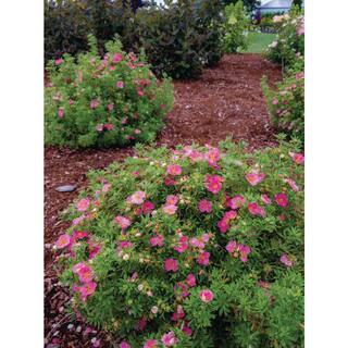 BLOOMIN' EASY Jumbo Pint Bella Bellissima Potentilla Live Shrub Rich Pink Flowers DGPE3650