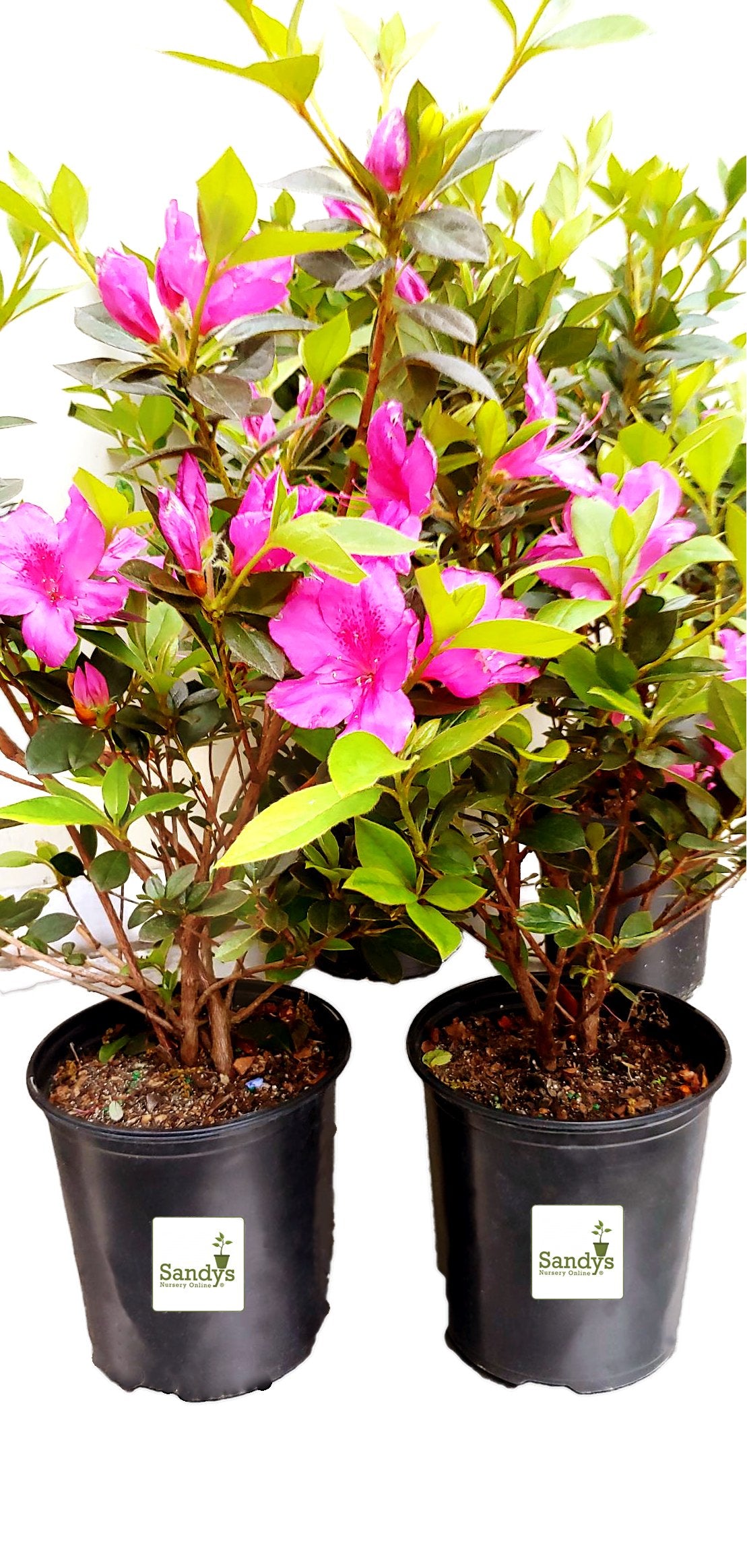 Azalea Purple Formosa Flower Gallon Pot