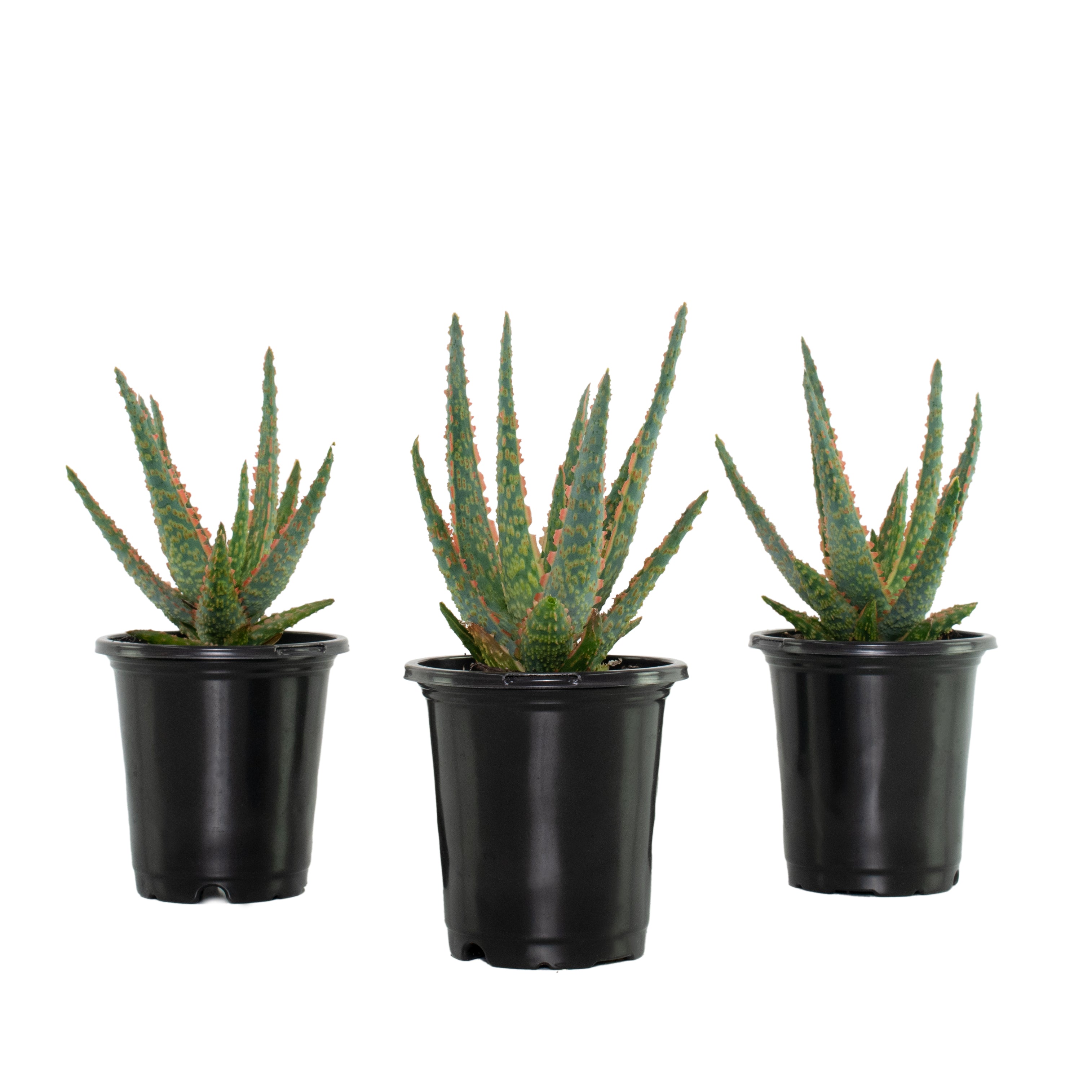 4 In. Christmas Carol Aloe Plants - 3 Piece