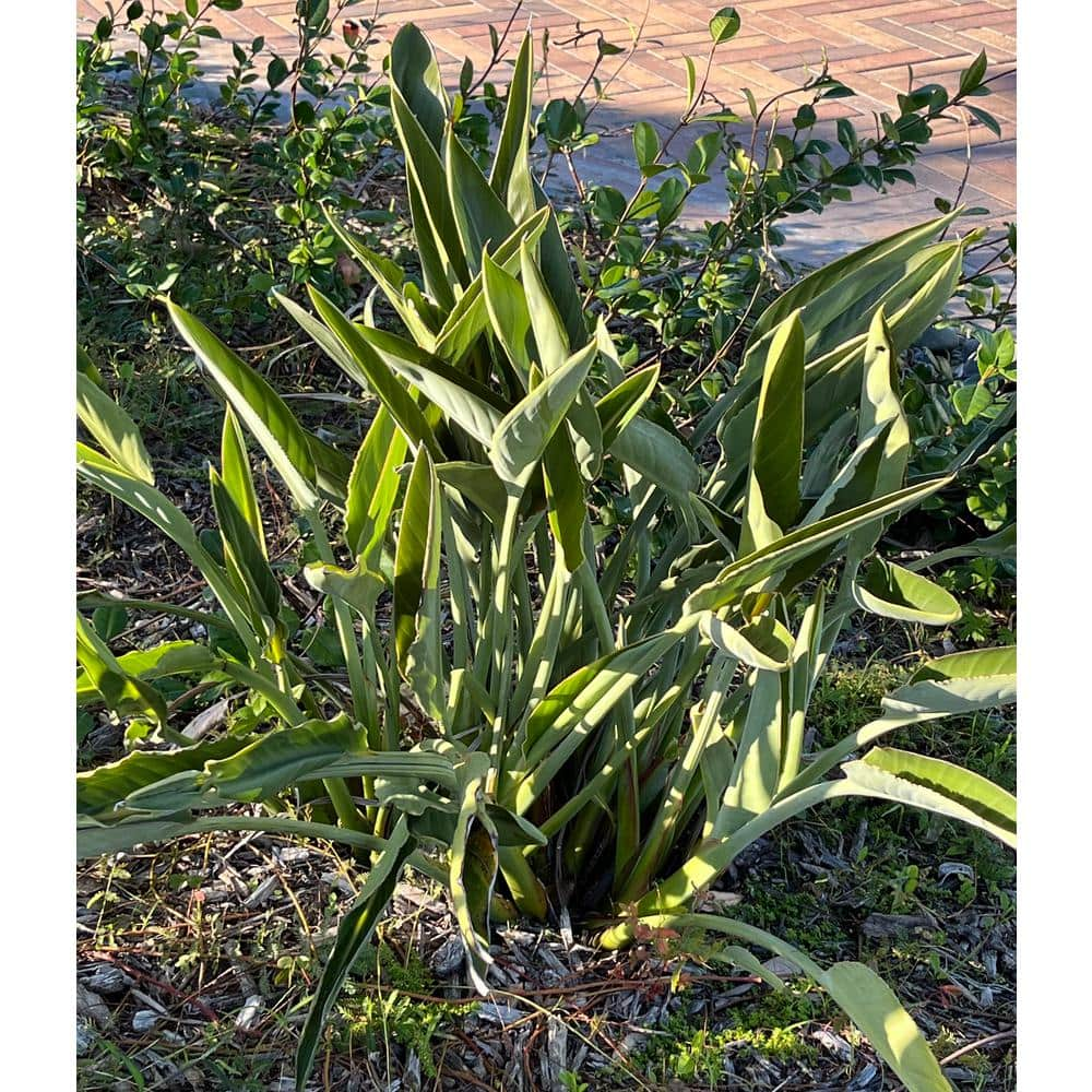 OnlinePlantCenter Bird of Paradise (Strelitzia) Plant With Orange Flowers in 10 in. Pot OBP010G3