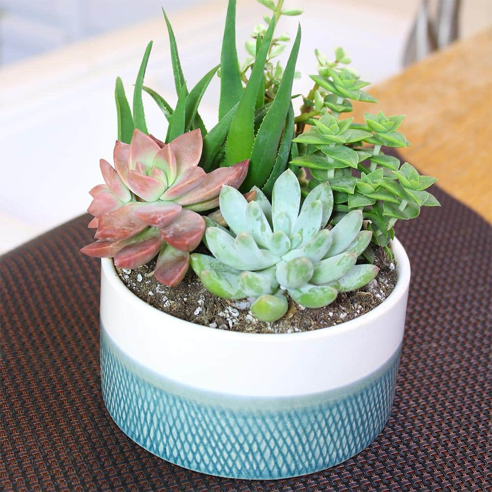 SMART PLANET 5 in. Blue and White Glazed Stoneware Bowl Succulent Garden 0881167