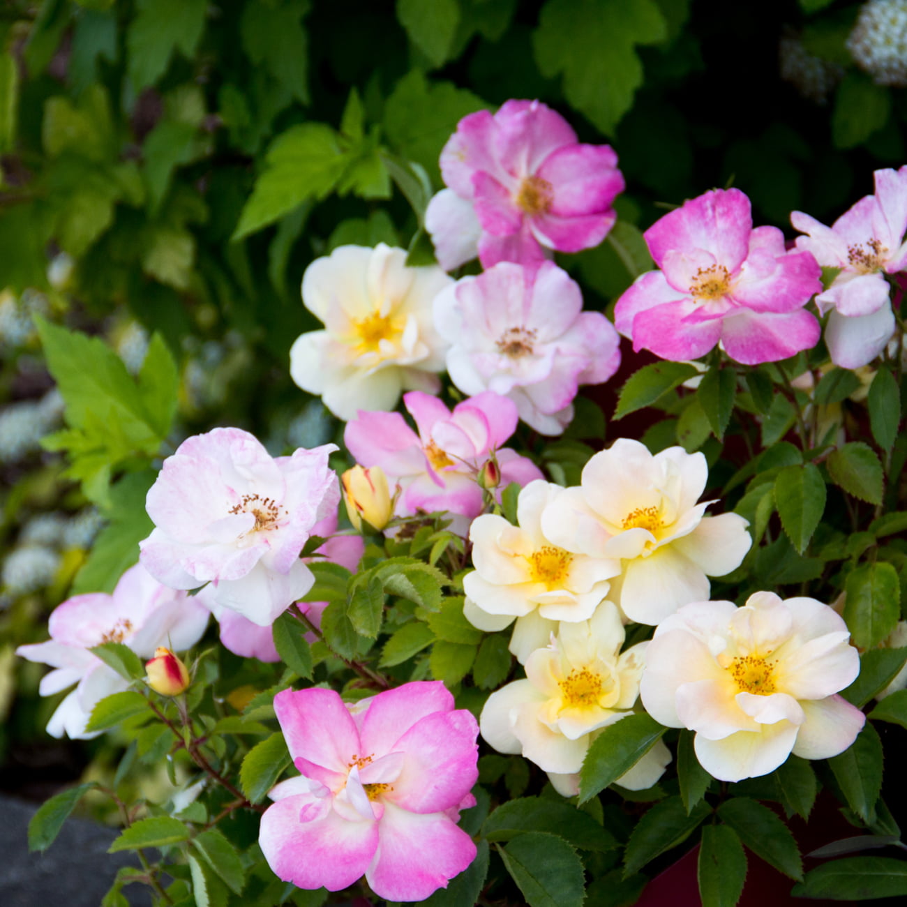 Bloomin' Easy® Rosa Peach Lemonade™ 4