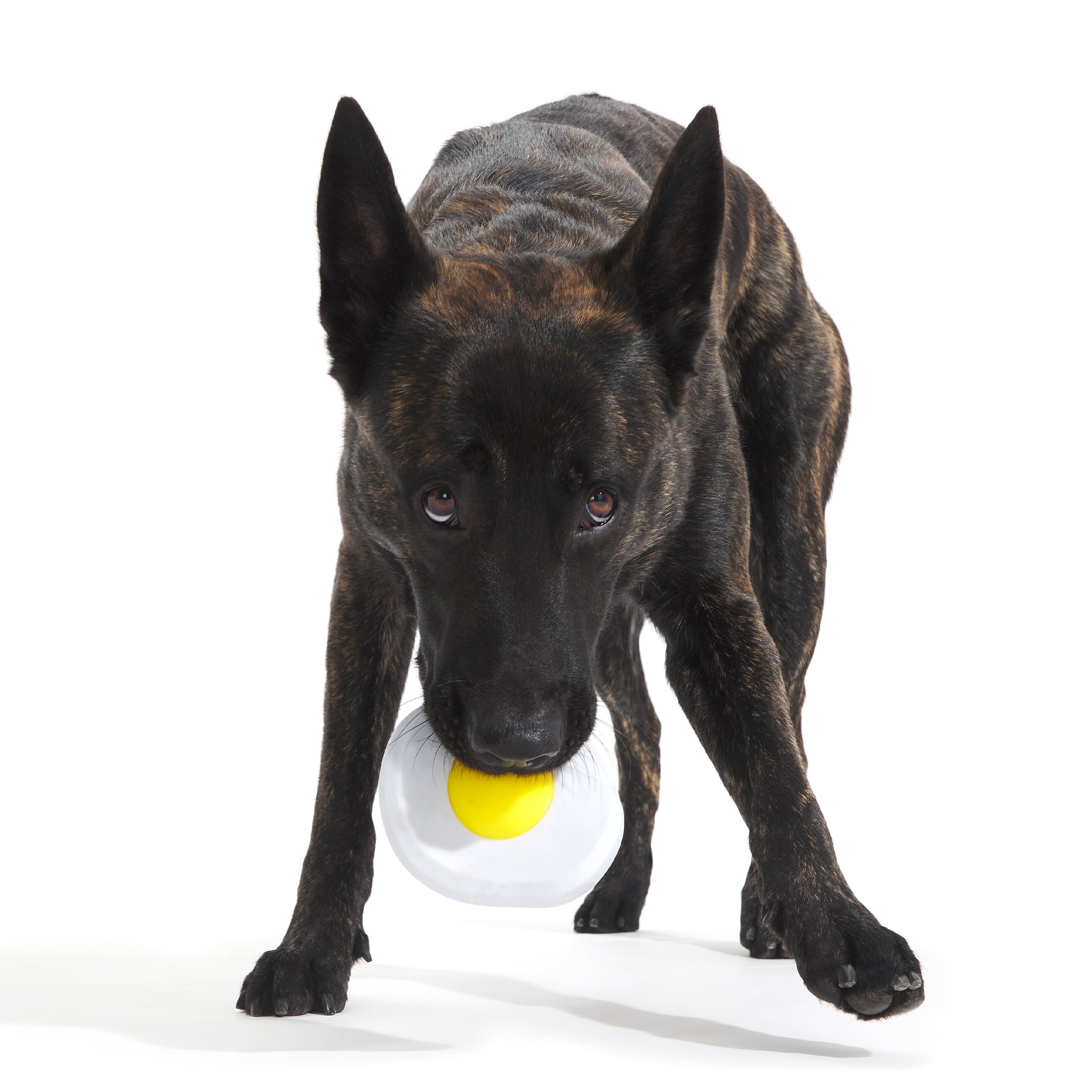 BARK Egg Over Hard Dog Toy， White and Yellow - Barkfest in Bed